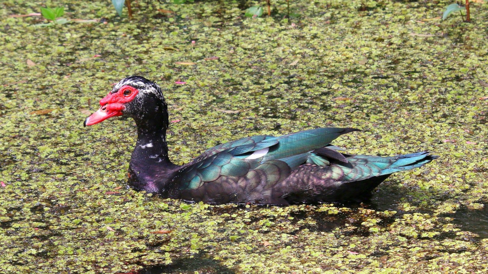 How To Get The Palmetto State Armory First Responder Discount