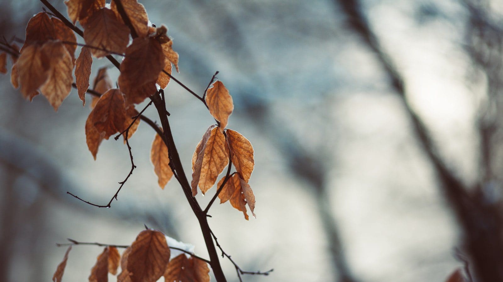 How To Get The Frontier First Responder Discount