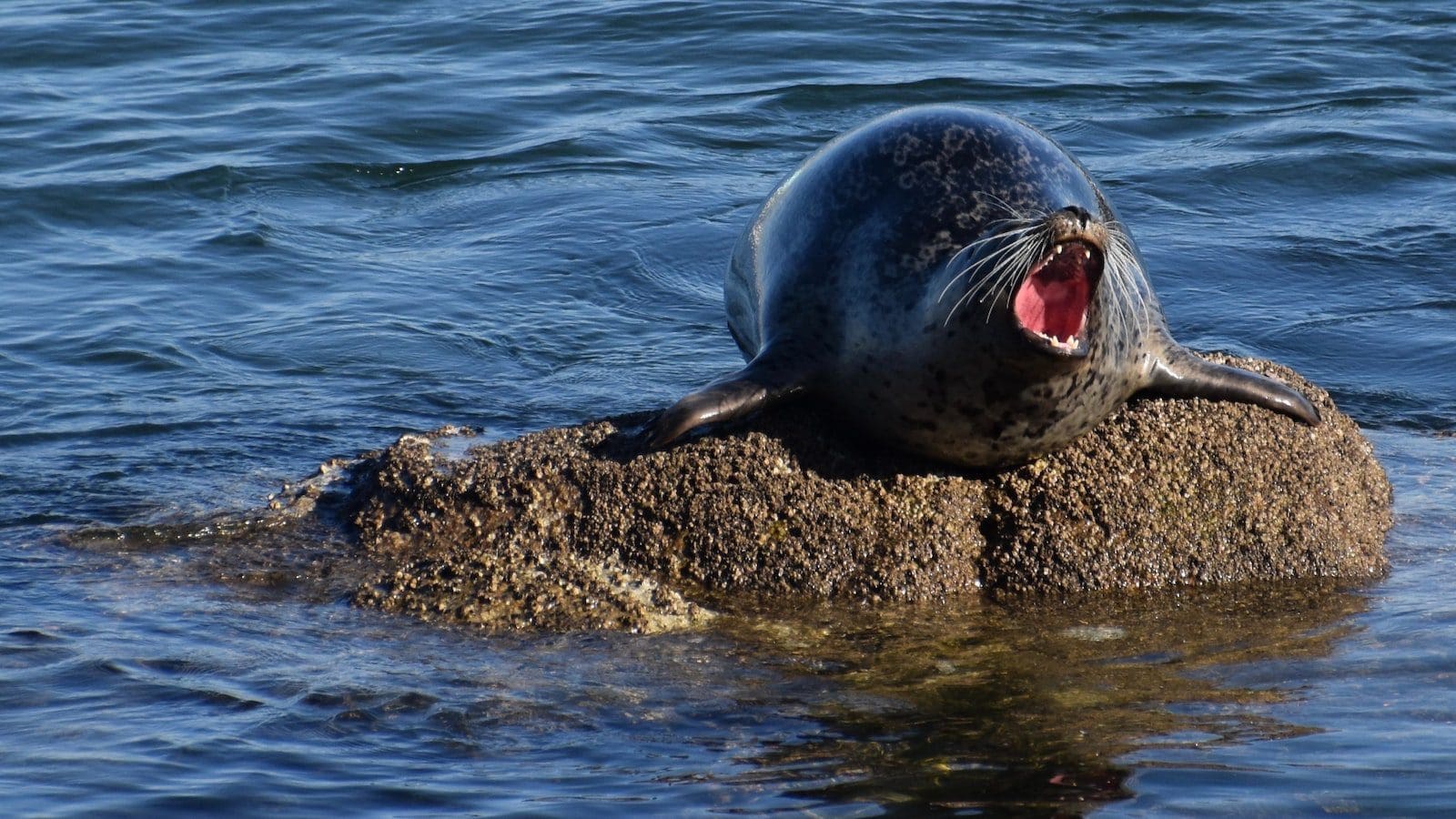 How To Get The Monterey Bay Aquarium First Responder Discount