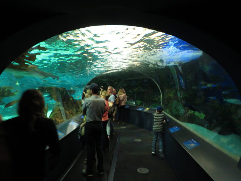 How To Get The Ripley'S Aquarium Myrtle Beach First Responder Discount