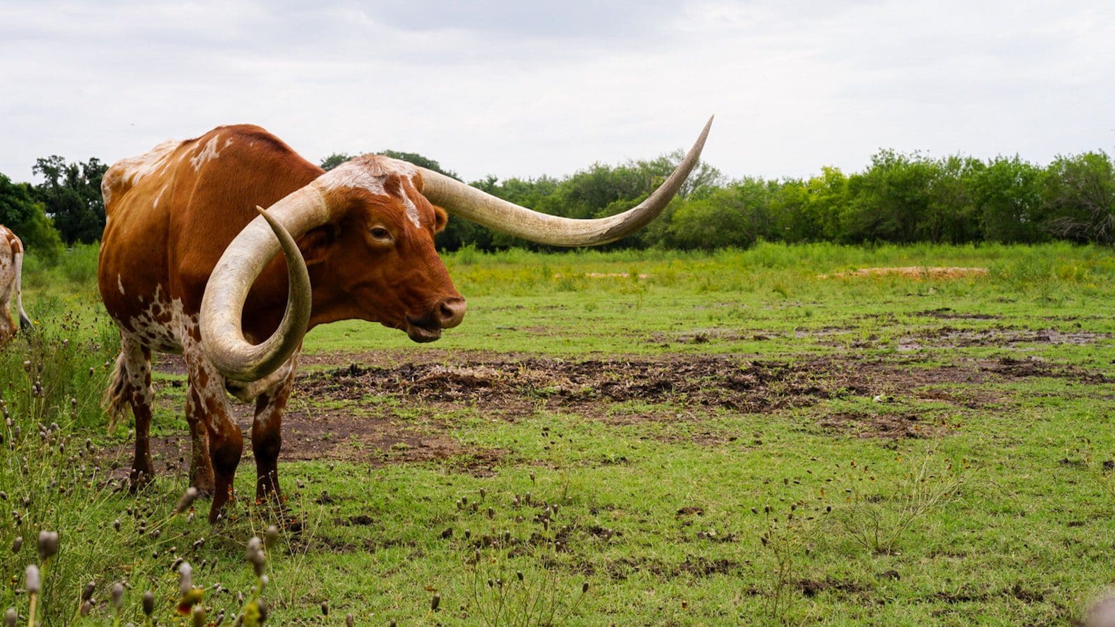 How To Get The Longhorn Steakhouse First Responder Discount